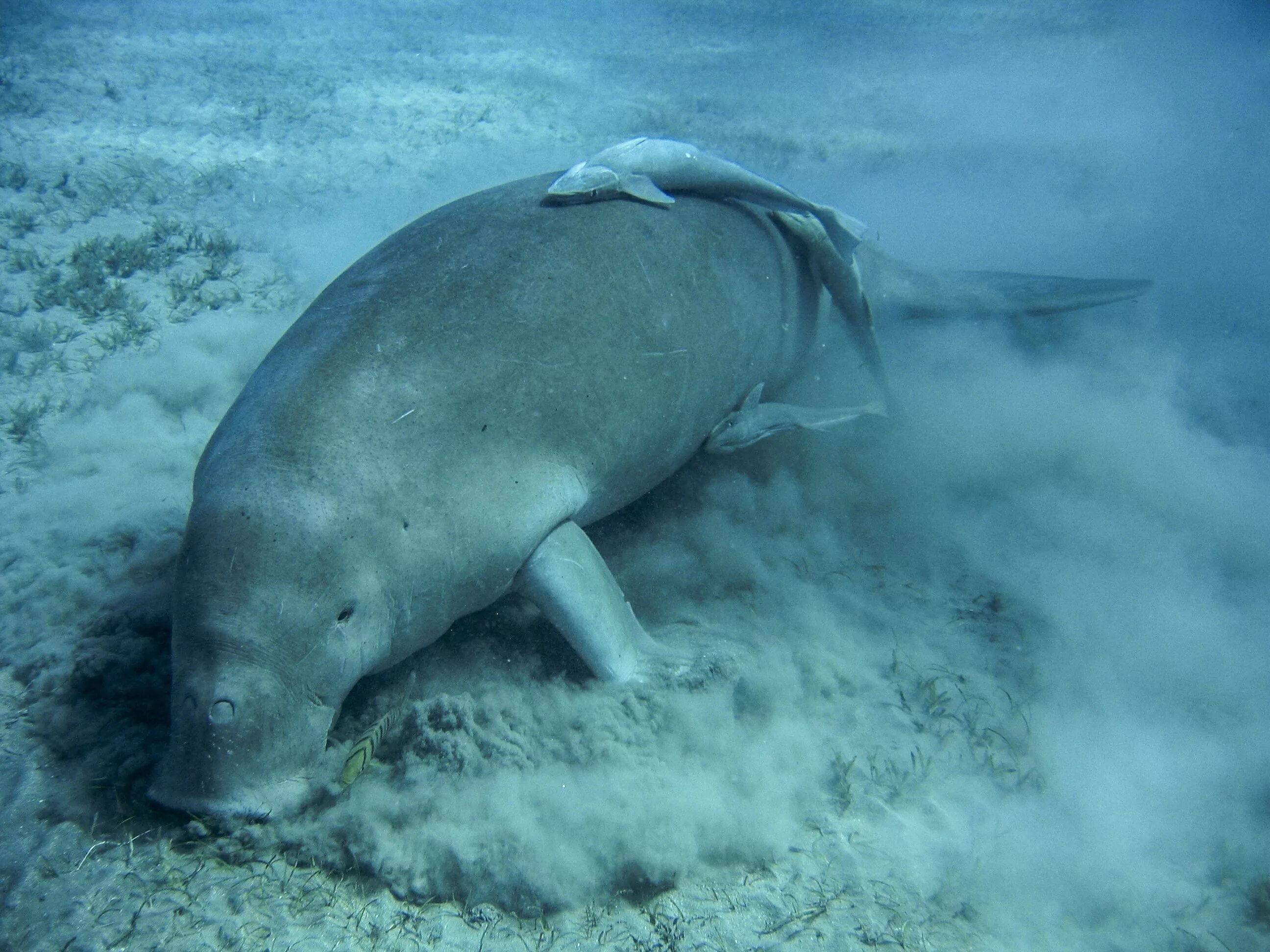 Ламантин и дюгонь. Dugong. Морская корова дюгонь красное море. Индийский океан обитатели дюгонь. Обыкновенный дюгонь.