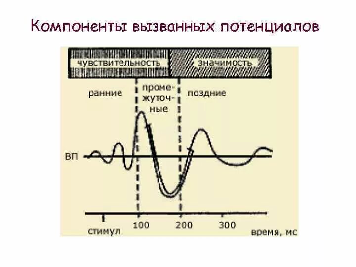 Потенциал ээг. Метод вызванных потенциалов физиология. Вызванные потенциалы мозга методики исследования. Методика регистрации вызванных потенциалов. Метод вызванных потенциалов головного мозга.