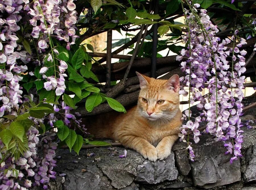 Коте в саде