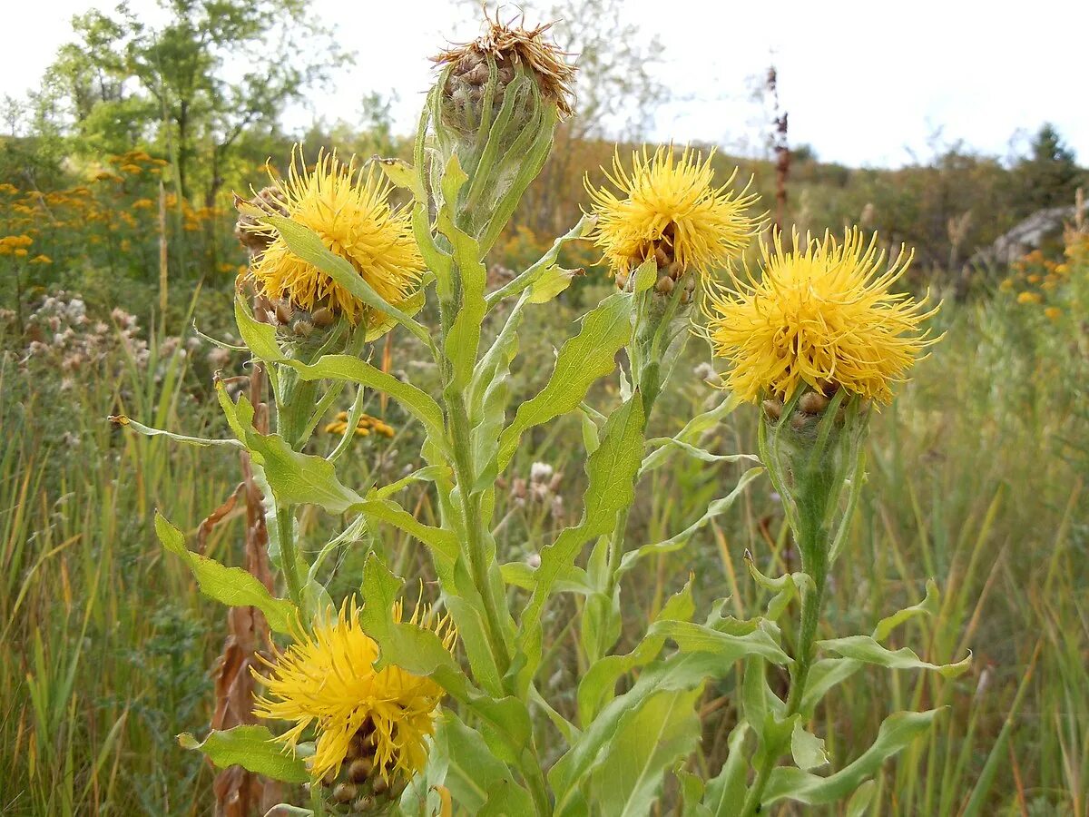 Василек желтый крупноголовый. Василёк Талиева. Василёк Талиева (Centaurea taliewii Kleop.). Василек крупноголовый (Centaurea macrocephala).