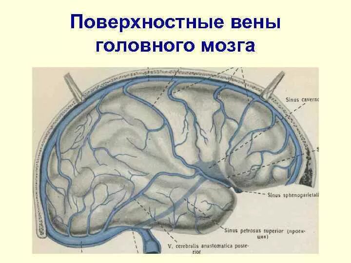 Вены головного мозга. Анатомия вены Галена. Поверхностная средняя мозговая Вена. Базальная мозговая Вена. Вена головного мозга анатомия.