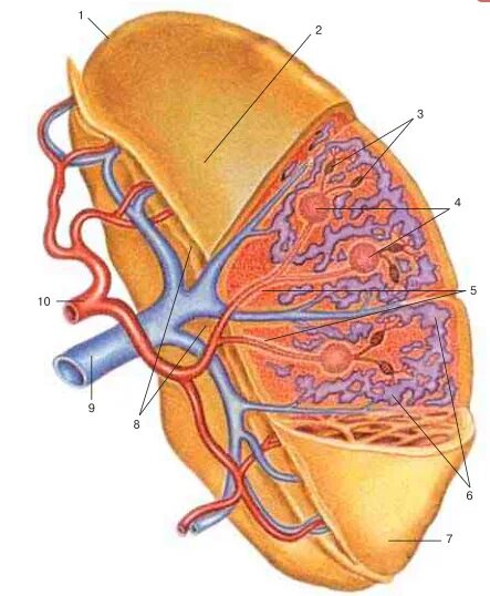 Части селезенки. Кроветворение в селезенке. Периартериальные лимфоидные муфты селезенки. Паренхима селезенки. Синусоиды селезенки.