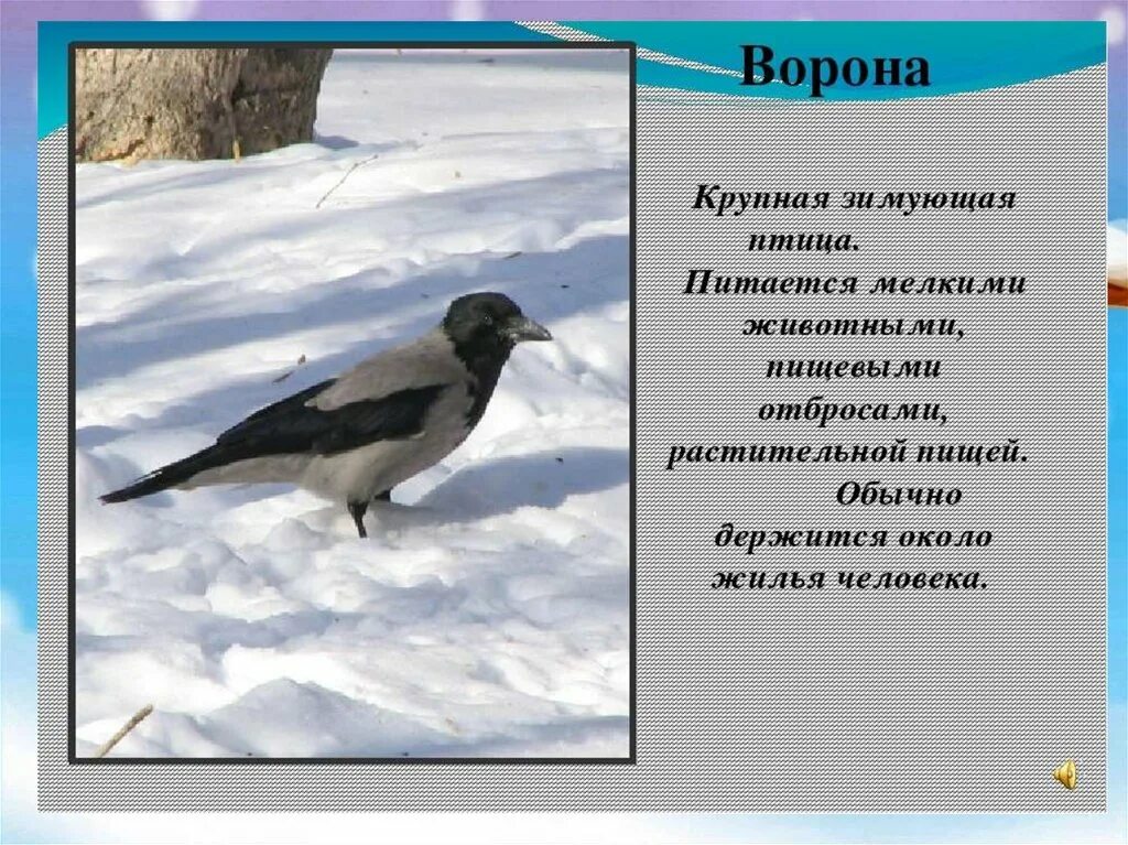 зимующие птицы картинки с описанием. зимующие птицы татарстана. зимующие птицы для дошкольников. зимующие птицы картинки с описанием. снегирь зимующая птица или нет.