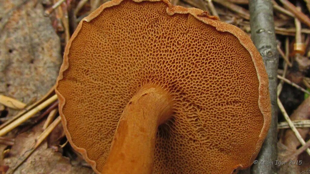 1 трубчатые грибы. Масленок гименофор. Трубчатый гименофор. Маслёнок обыкновенный гименофор. Трубчатые грибы.