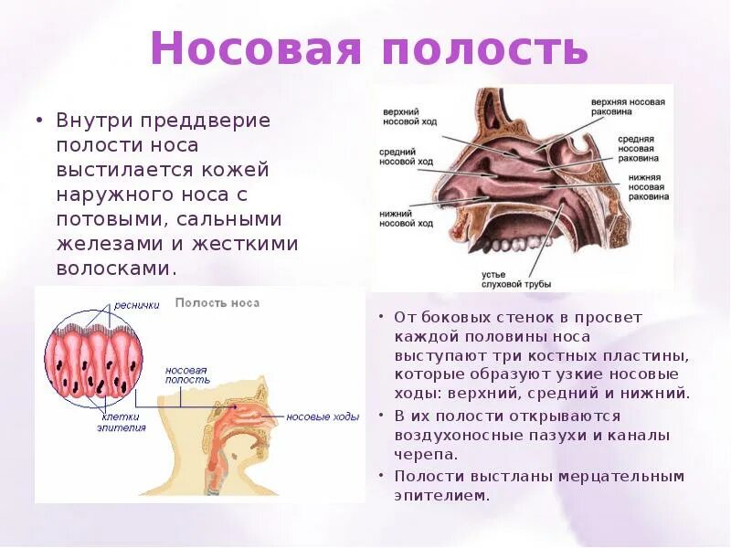 Воздухоносные пути носовая полость. Полость носа строение и функции. Преддверие полости носа. Преддверие полости носа анатомия.