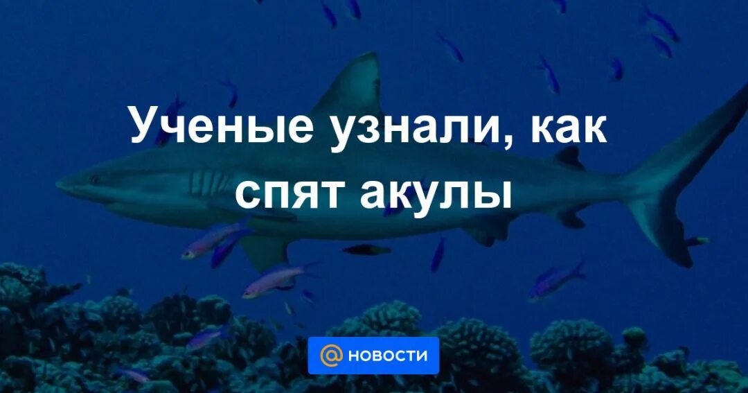 Почему акулы постоянно в движении. Акулы всегда в движении. Как спят акулы. Почему акула всегда в движении.