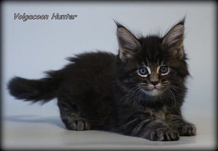 котята мейн кун в челябинске питомник. мейн кун котенок волгоград. мейн-куны коты с котятами. котята мейн кун. мейн кун рыжий.