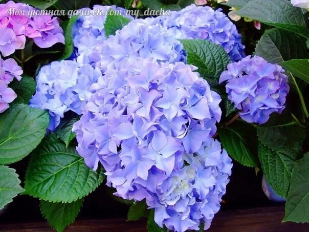 Spring #flowers Flowers perennials, Deadly plants, Planting flowers