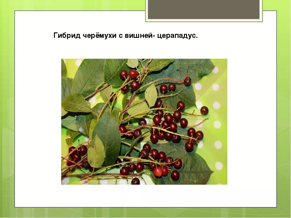 Гибриды черемухи. Церападус гибрид вишни и черемухи. Церападус (вишня+черемуха. Черемуха виргинская церападус. Падоцерус (гибрид черемухи, вишни) Жар-птица.