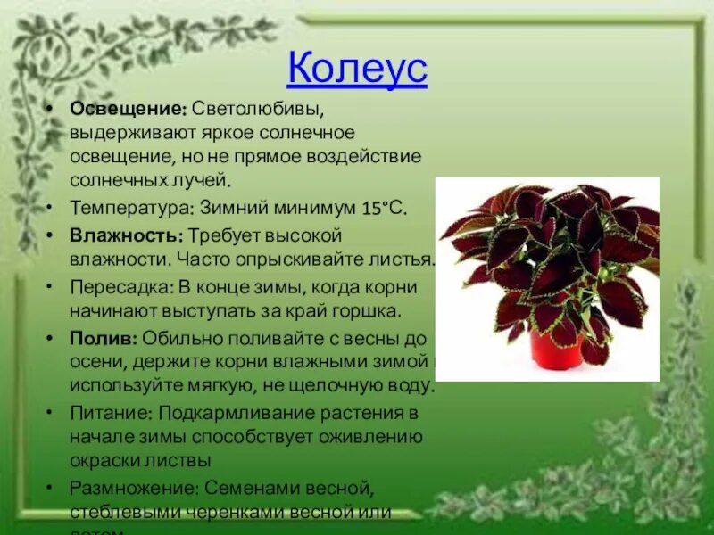 Как по другому называют цветы. Колеус Родина растения. Родина цветка колеус. Традесканция колеус бегония.