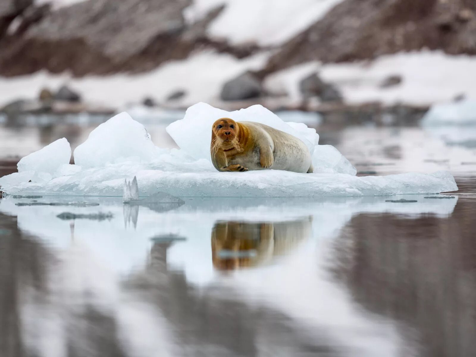 Ice animals. Лахтак Шпицберген фото. Остров Шпицберген животные. Тюлень на льдине. Животные на льдине.