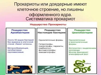 Примеры доядерных организмов