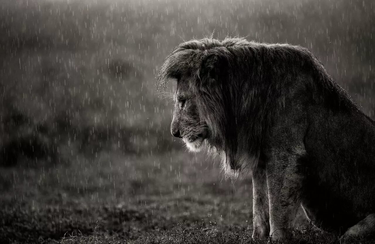 Грустный Лев. Одинокий Лев. Плачущий Лев. Одинокий грустный Лев. Lioness in the rain