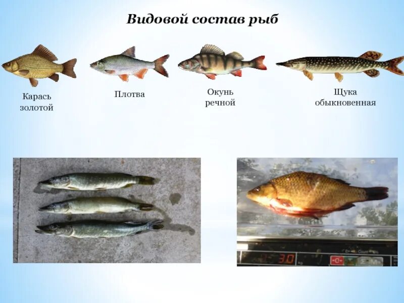 Видовой состав рыб. Какая рыба похожа на окуня. Речная рыба похожая на окуня. Речная рыба состав.