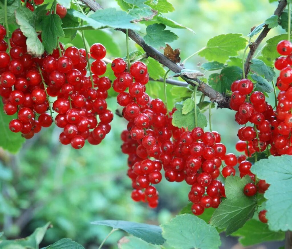Плодовые кустарники (смородина, крыжовник, жимолость)