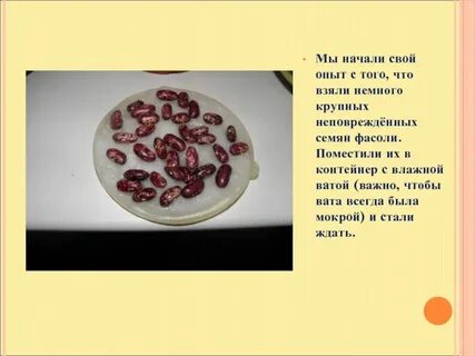 Экспериментатор поместил влажные семена фасоли