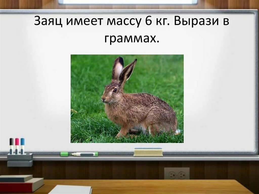 Заяц количество звуков. Заяц весит. Вес зайца. Сколько весит заяц. Сколько кг весит заяц.