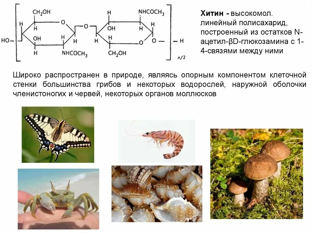В грибах есть хитин. Целлюлоза хитин грибы. Хитин олигосахарид. Хитин структура функции. Клеточная стенка грибов хитин.