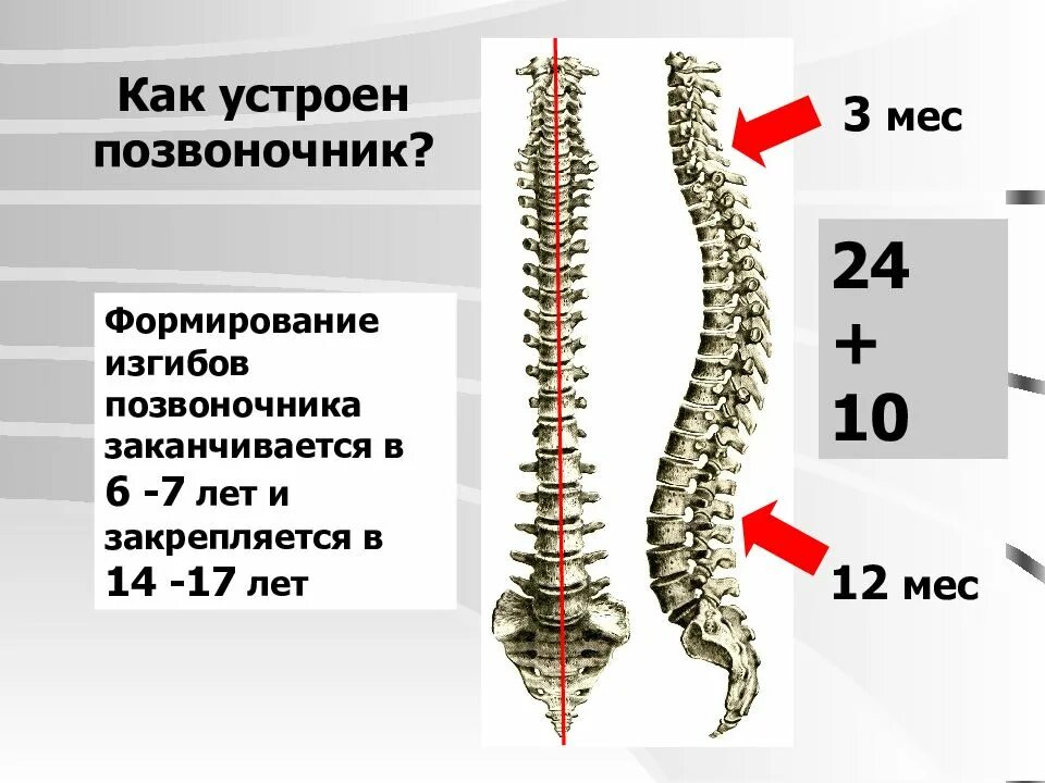 Развитие изгибов позвоночника. Строение позвоночника младенца. Позвоночник ребенка норма позвонков. Изгибы позвоночника. Формирование позвоночника у детей.