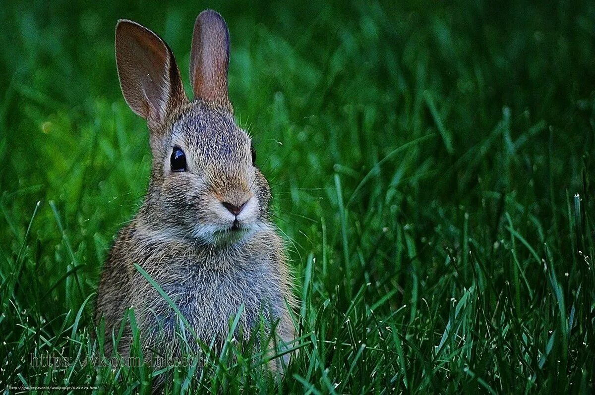 Rabbit Kit Rabbit, Image for mac, Cute animals