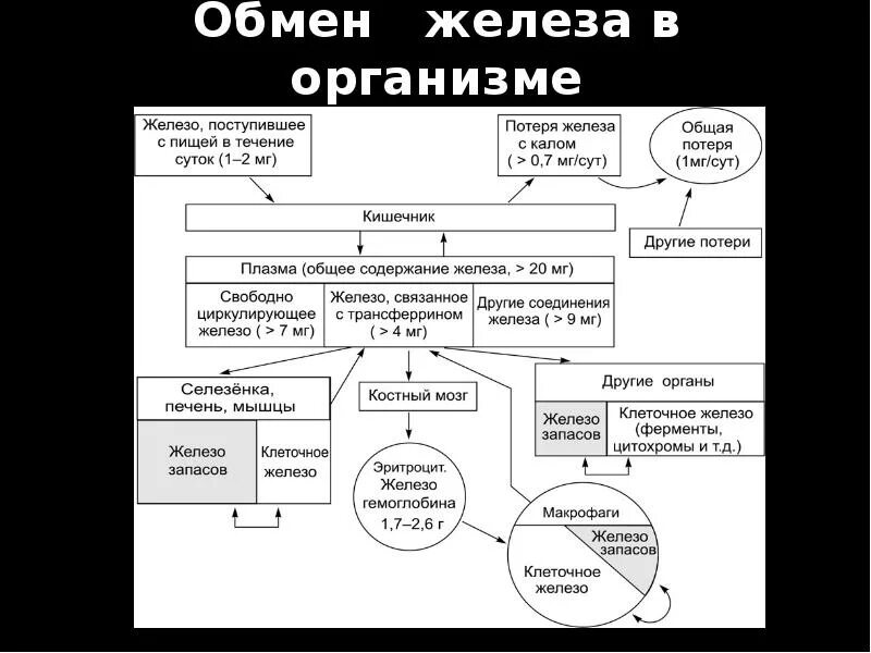 Обмен железа в печени. Метаболизм железа схема. Железо обмен. Транспорт железа в организме. Функции железа в организме биохимия.