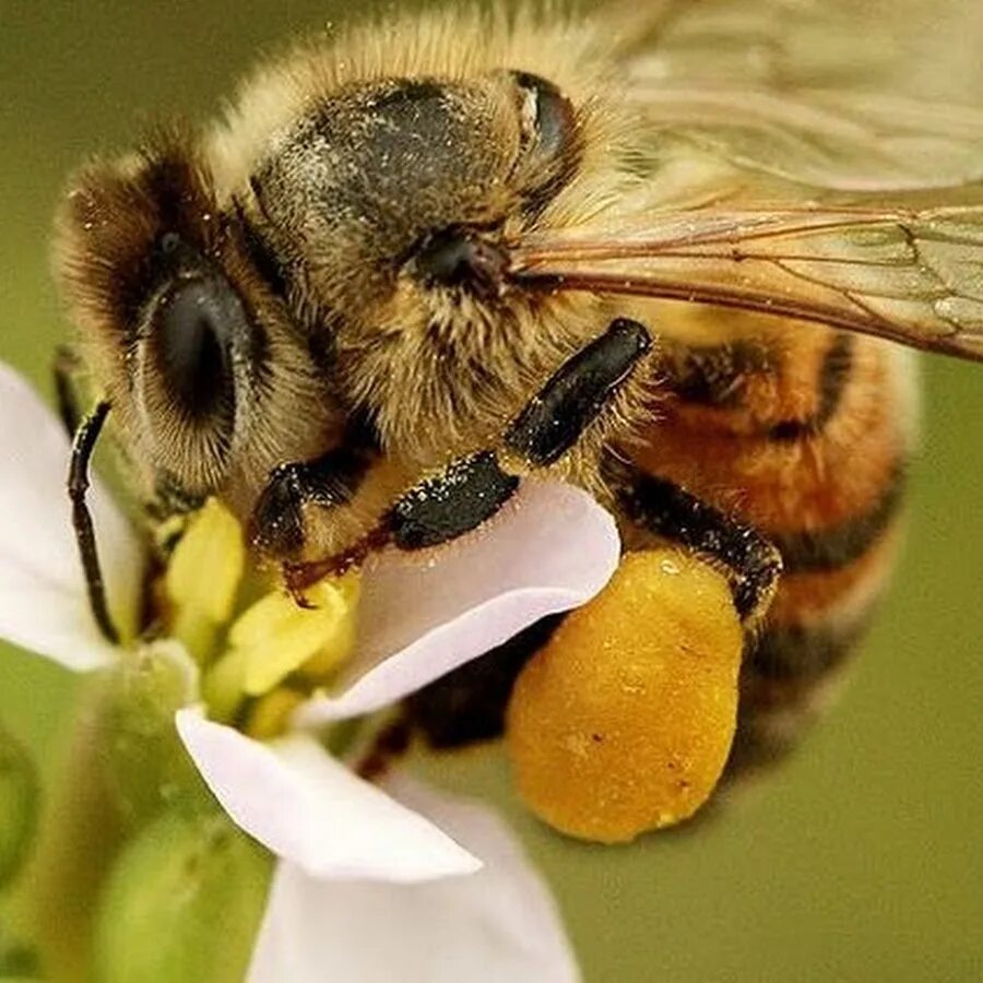 Сколько живет рабочая пчела. Рабочая пчела. Особи пчел. Пчелиная семья. Вес пчелы.