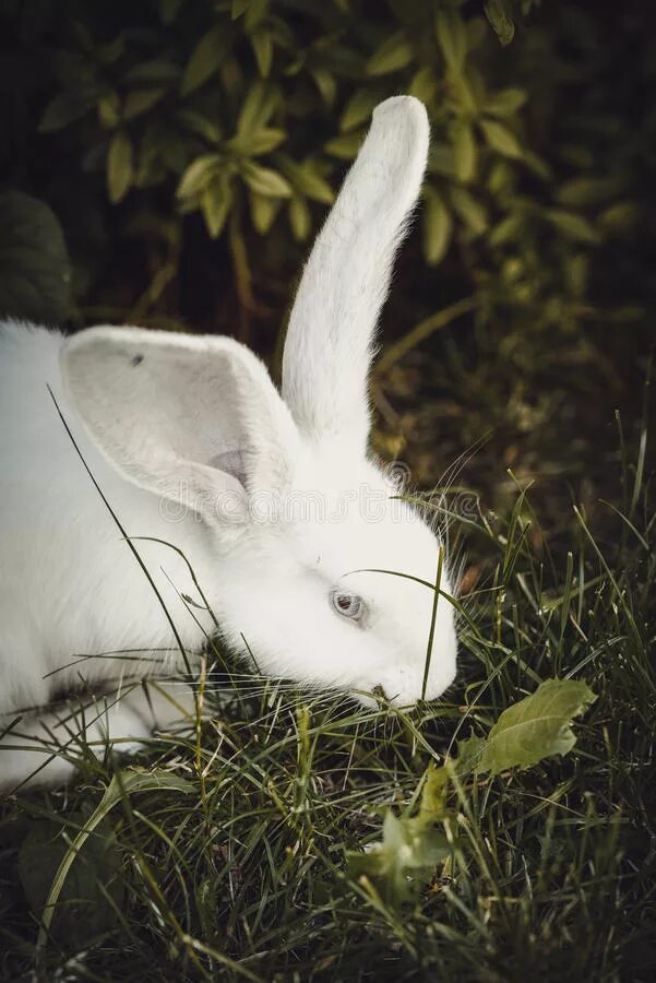 К чему снятся кролики во сне женщине. Белый кролик в траве. Кролик белый с черными пятнами. Кролик белый шум. Приснился белый кролик.