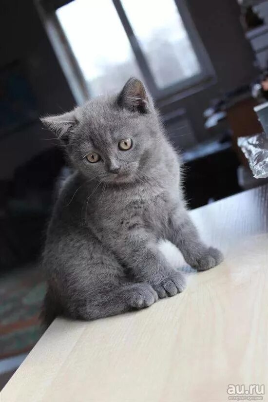 Котята дымчатого цвета