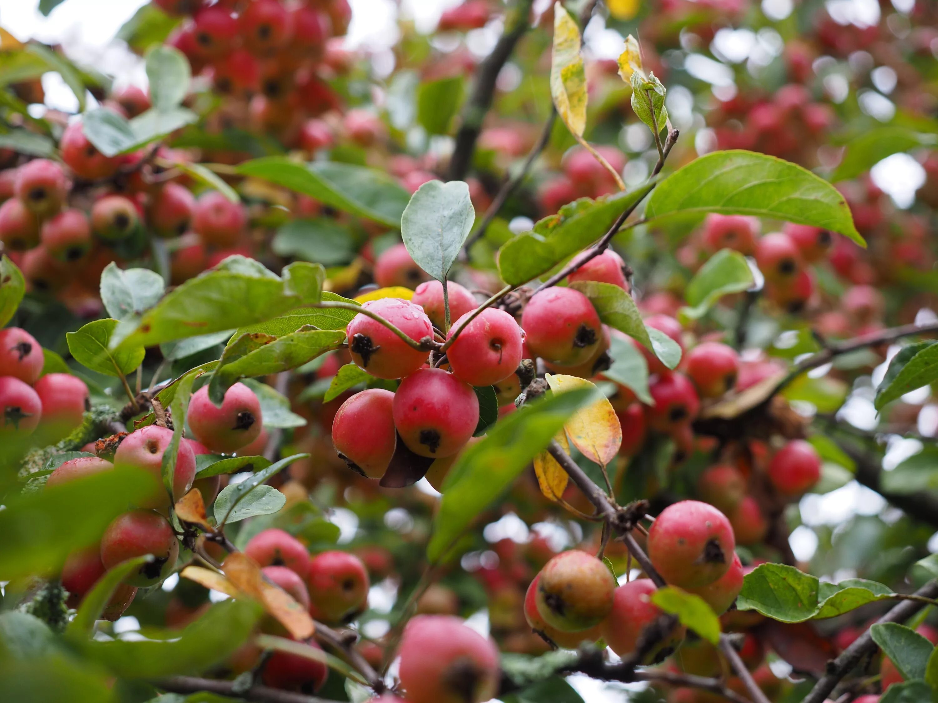 Яблоня Ягодная Malus baccata. Яблоня Сибирская (Ранетки). Декоративная яблоня Ранетка. Яблоня мелкая