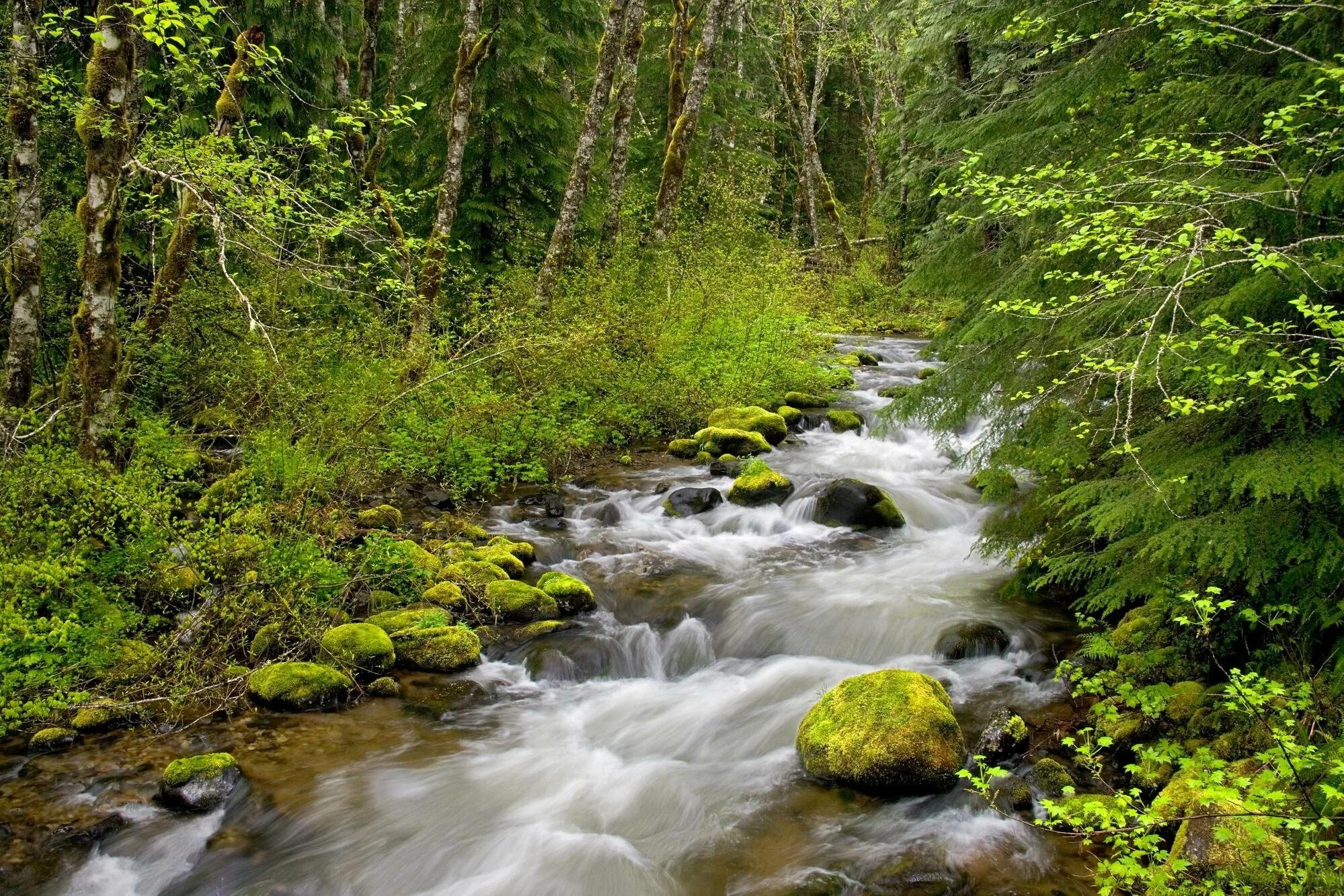 Ручьи извиваясь. Красивый ручеек. Ландшафтный парк шмелевский ручей. Ручей дивин. Кассель ручей.
