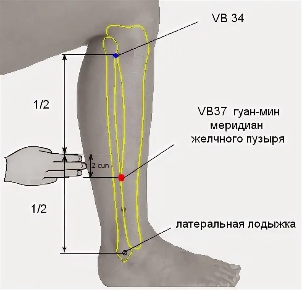 Точка аккуратно. Vb37 точка акупунктуры. Vb 36 точка акупунктуры. GB 38 точка.