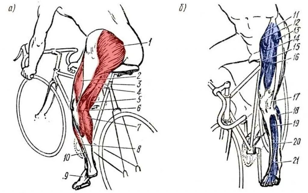 Велосипед какие мышцы работают у женщин. Велосипед мышцы задействованы. Какие мышцы задействованы при езде на велосипеде. Мышцы задействованные при велосипеде. Мышцы при езде на велосипеде.