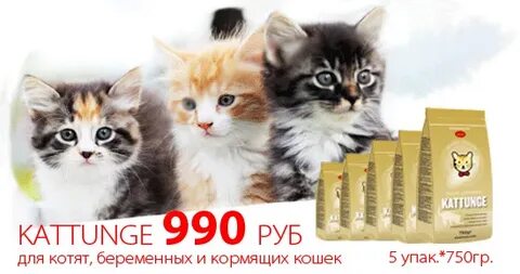 Рп5 кошки