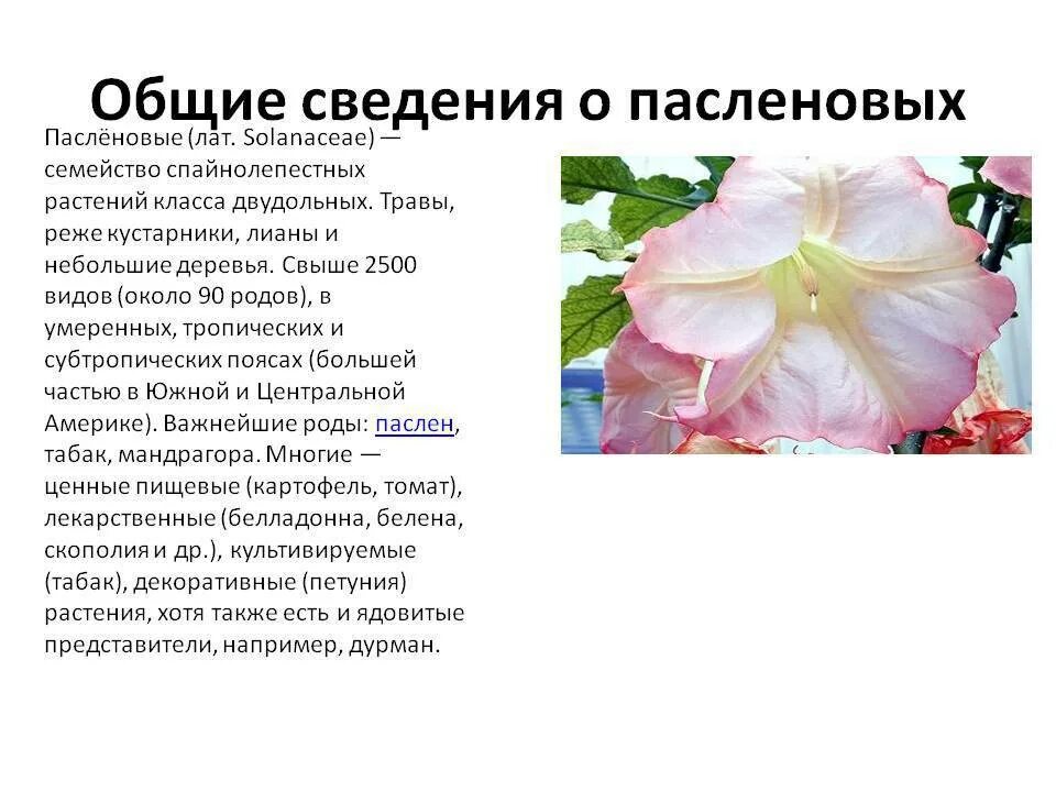 Общие признаки представителей пасленовых. Двудольные семейство паслёновые. класс двудольные семейство пасленовые. признаки семейства пасленовые 7 класс биология. двудольные растения семейство пасленовые.