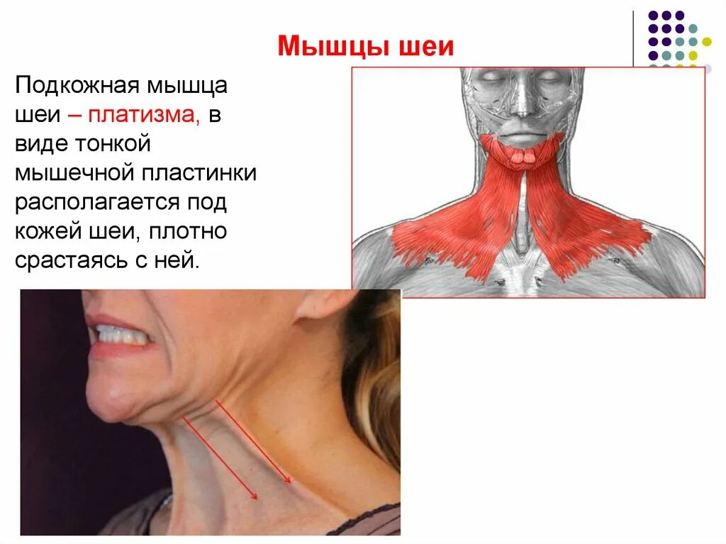 миология анатомия. три мышцы вечной молодости. подкожная мышца шеи платизма. три мышцы вечной молодости. мышечная система человека анатомия.