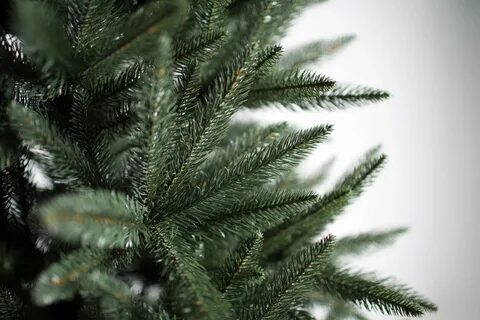 Green trees ель