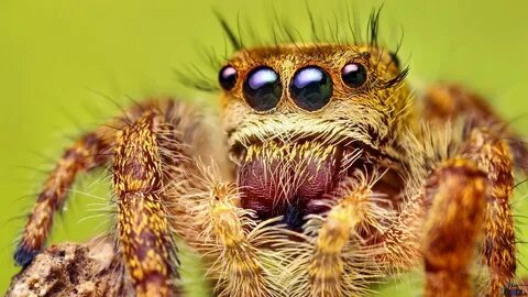 Spider