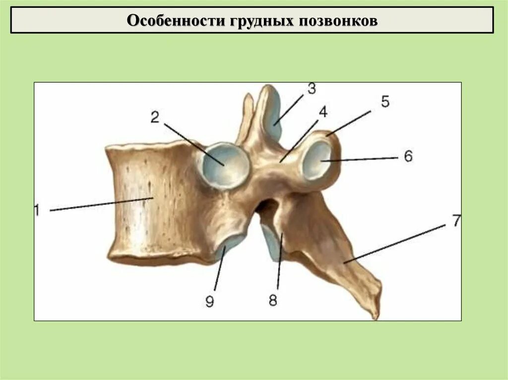 Грудные позвонки тип кости. 1 Грудной позвонок вид сбоку. 1 Грудной позвонок анатомия. Поперечный отросток 1 грудного позвонка. Поясничный позвонок вид сбоку.