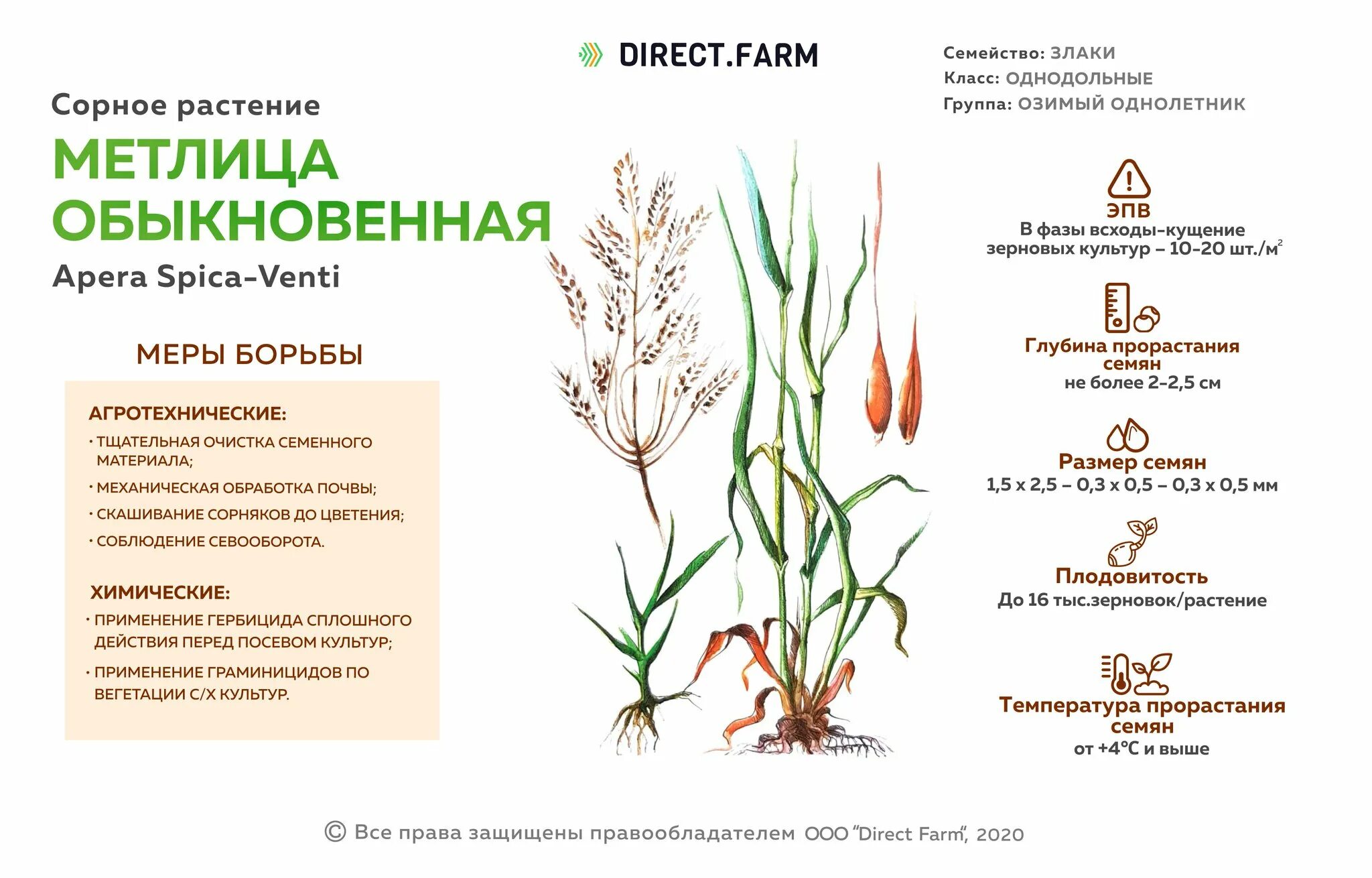 Семейства однодольных растений список