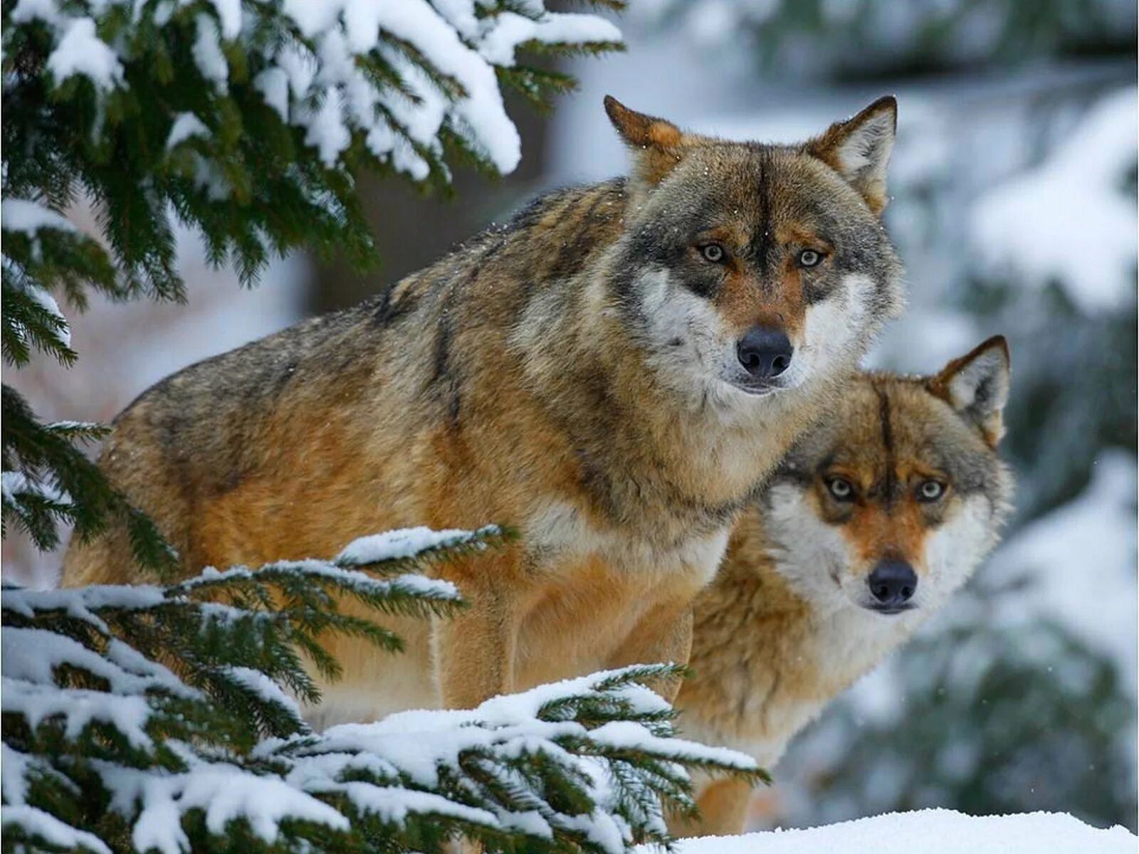 Картинки зверей. Дикие звери. Звери в лесу. Зима звери. Волк зимой.