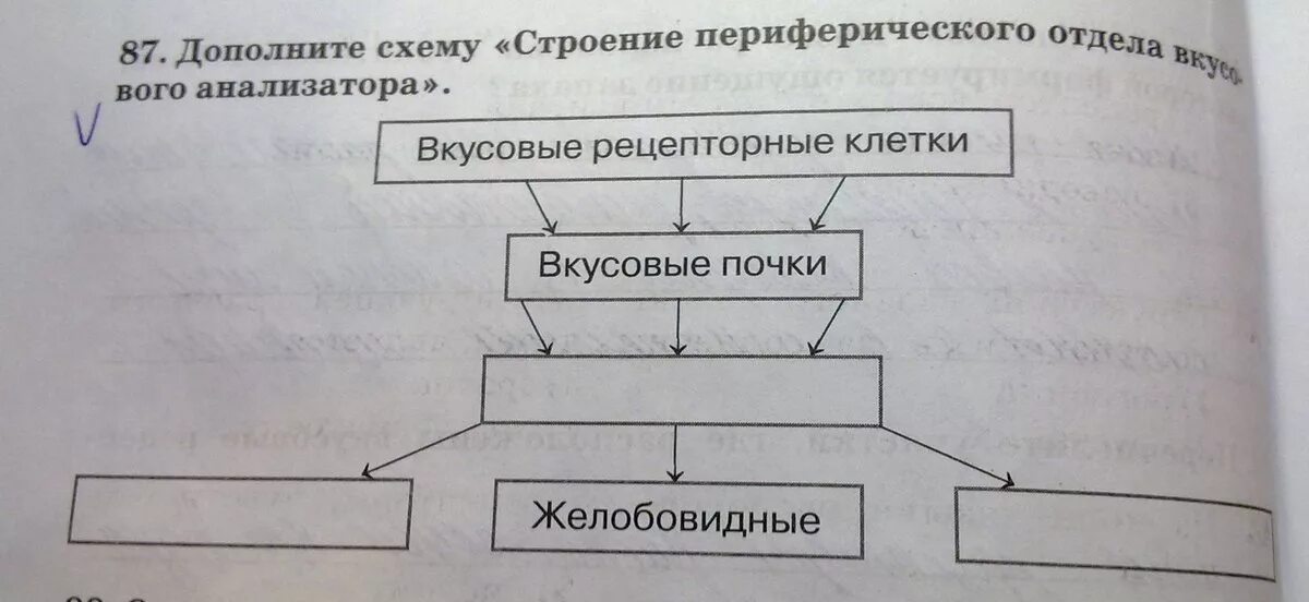 Структура периферического отдела. Строение периферического отдела вкусового анализатора. дополните схему. периферический отдел вкусового анализатора схема. периферический отдел структура.