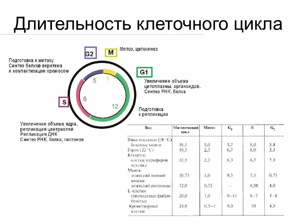 Митоз схема. Клеточный цикл митоз. Сравнительная характеристика периодов клеточного цикла. Период g1 клеточного цикла. Стадии клеточного цикла.
