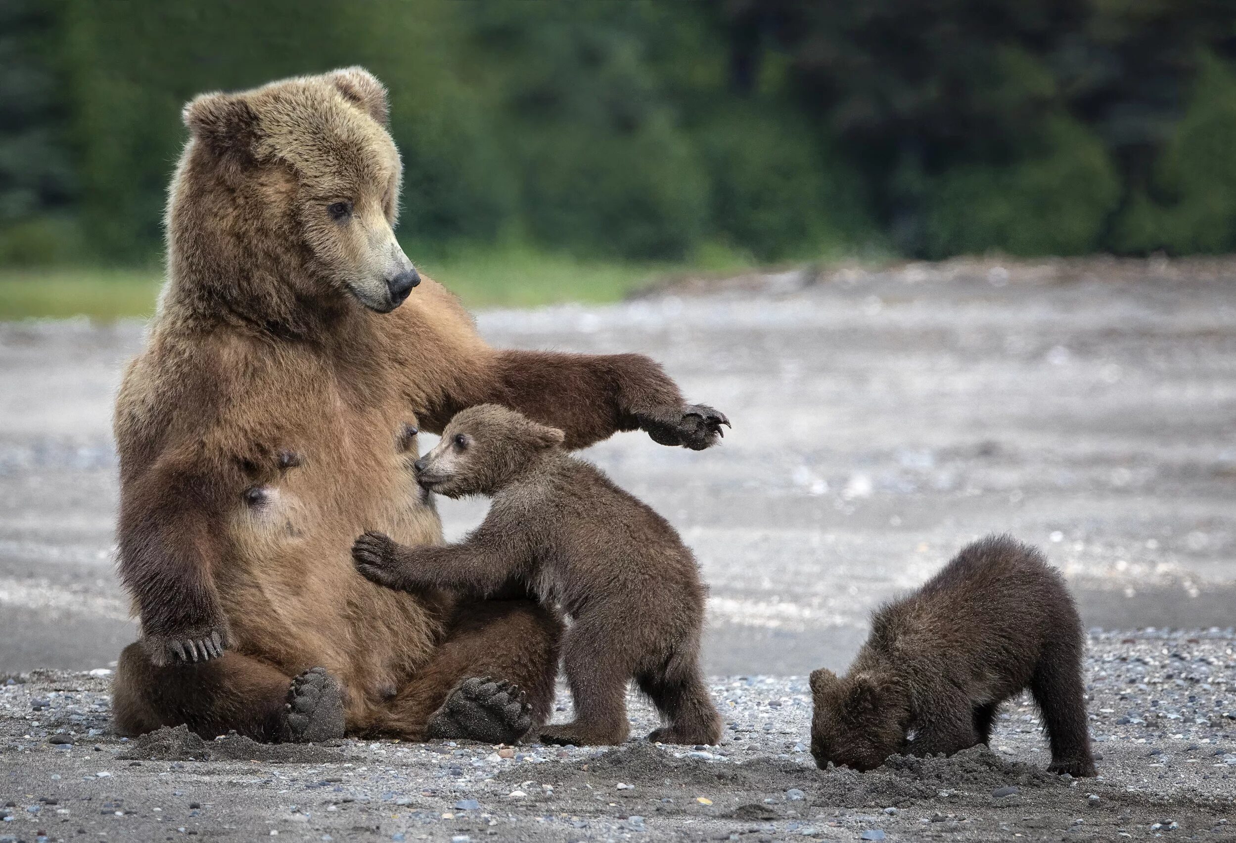 Хороший медведь видео. Бурый медведь с медвежатами. Медведица с медвежатами. Медведь с медвежонком. Мама Медведица и Медвежонок.