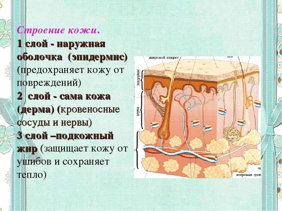 Какие три слоя кожи