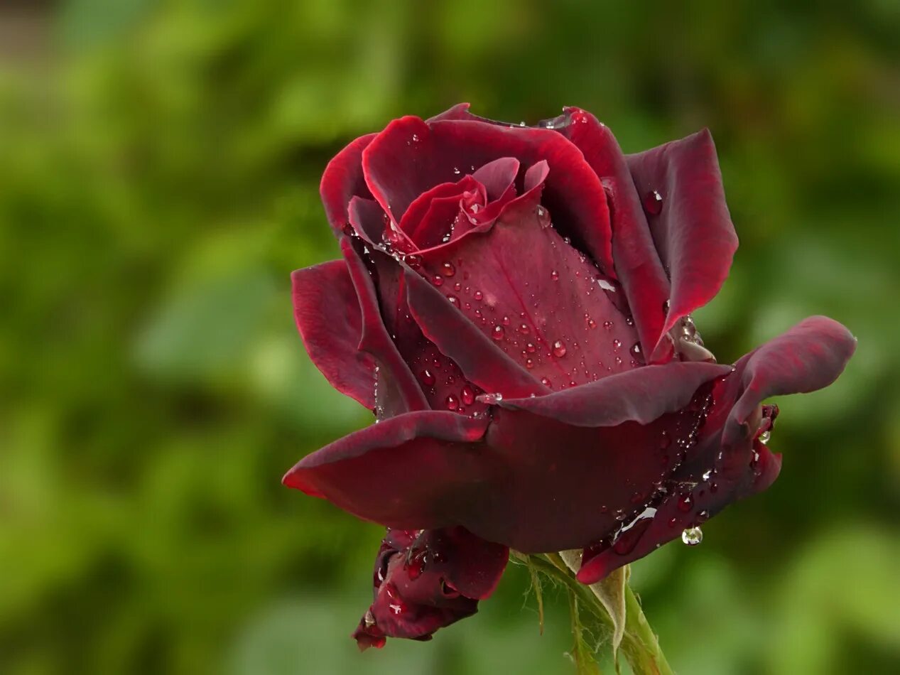 Розы в саду. Розовый куст. Розы после дождя. Розы в саду после дождя. Роза в росе.