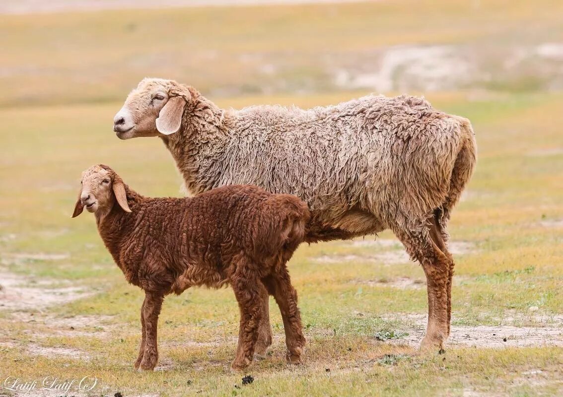 кумыс лошадь. порода баранов эдильбай. бие комби. көген. көген.