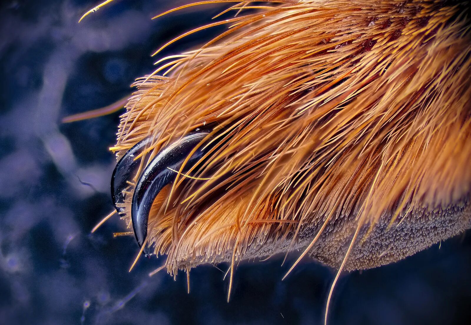 Лапка для пшм p69lh 1/4 левосторонняя для канта. Лапы паука под микроскопом. Лапка для канта 5/16 для машин с тройным продвижением. Лапка под кант внешняя 240370ns 1/4,  лапка под кант внутренняя 240371ns 1/4. Ar-64-3/16b-4.