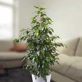 Фикус даниэль