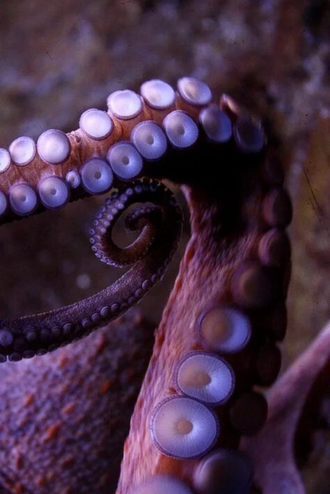Спрут кальмар кракен. Спрут кальмар осьминог. Движение осьминога. Странные морские существа. Португальский с жутко ядовитыми щупальцами 8.