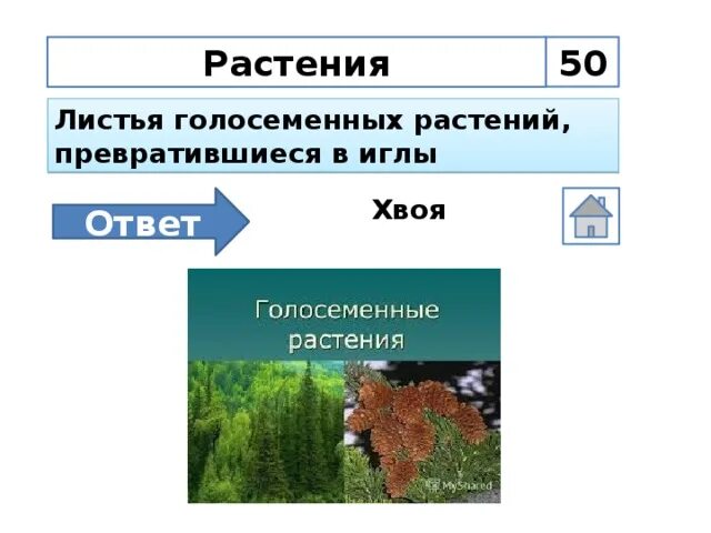 Вставьте в текст голосеменные растения пропущенные слова. Превращённые в иглы растения. Листья голосеменных растений. Листья превращены в иглы. Листья превращены в иглы пример.